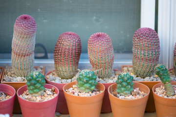 Coryphantha Elephantidens and Echinocereus Rigidissimus cactus