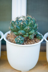 Coryphantha Elephantidens cactus in flower pot