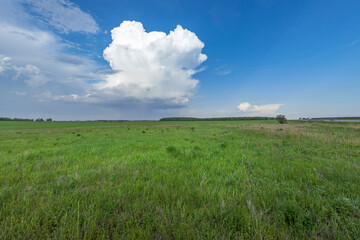 A vast, open field bathed in sunlight under a clear blue sky, showcasing the beauty of spring in...