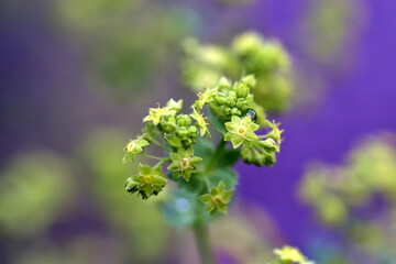 Kleine gelbe Frauenmantelblüten