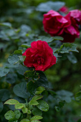 Red rose in the garden
