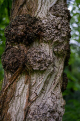 Fototapeta premium Tree trunk with moss