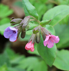 Lungwort (Pulmonaria) blooms in the wild spring forest