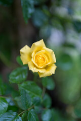 Yellow rose in garden