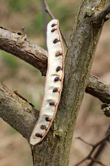 Pods of Robinia pseudoacacia with seeds