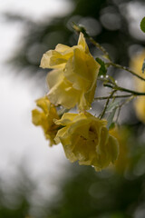 Yellow autumn leaves