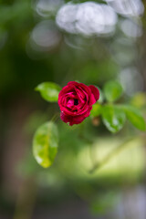 Red rose with water drops