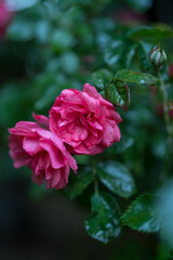 Pink flower