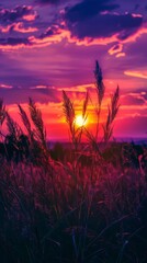 Sunset wheat field with vibrant sky
