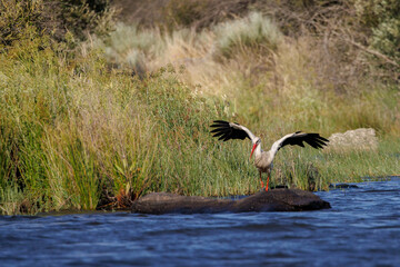 Stork in its natural environment.