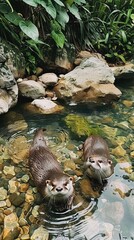Naklejka premium A pair of otters playfully swimming in a clear stream, surrounded by rocks and greenery