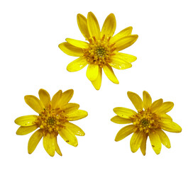 View close to Arnica's Herb Flower on a blurry background
Isolated Arnica Flower on White...