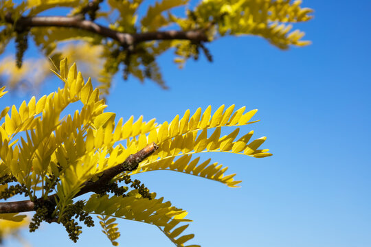Branch of the Honey locust Sunburst tree in the family Fabaceae. Bright young twig of Gleditsia triacanthos with yellow leaves and buds in the spring. Seasonal wallpaper for design. Thorny honeylocust
