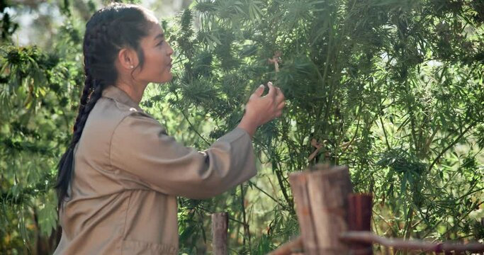 Natural, inspection or woman farming in nature or field for marijuana leaf production or hemp benefits. Agriculture, check or farmer gardening cannabis for planting growth, weed harvest or business