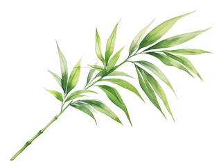 Fototapeta premium Green bamboo leaf isolated on white background. Natural foliage, tropical plant, botanical illustration, hand-drawn leaf artwork for decor.