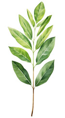 Illustration of a botanical green leaf branch with detailed leaves, perfect for nature-inspired designs and eco-friendly projects.