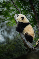 panda sur un arbre au centre de recherche à chengdu, Chine © lylie