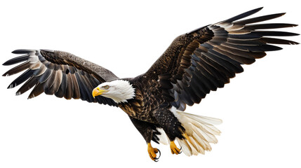 Fototapeta premium Eagle in flight, isolated