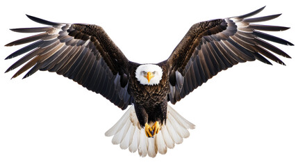 Obraz premium Eagle with wings spread, in flight