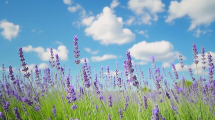 Fragrant lavender sways beneath a clear blue sky with white clouds, creating a serene landscape.