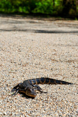 Everglades, Floride