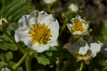 Strawberry flowers on a background of leaves and earth. Strawberries are blooming in the garden.