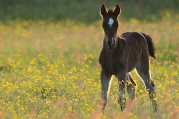 Cute one day old baby horse in buttercup field