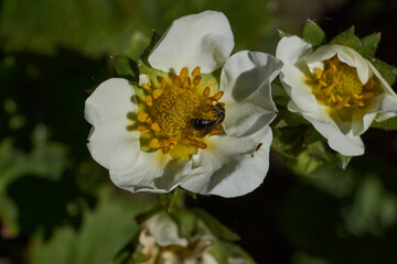 Strawberry flowers on a background of leaves and earth. Strawberries are blooming in the garden.