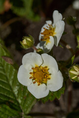 Obraz premium Strawberry flowers on a background of leaves and earth. Strawberries are blooming in the garden.