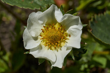 Strawberry flowers on a background of leaves and earth. Strawberries are blooming in the garden.