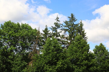Tall tree line on a daytime sky