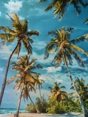 Obraz premium palm trees in summer on a beach in Mexico