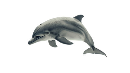 Fototapeta premium Dolphin, isolated