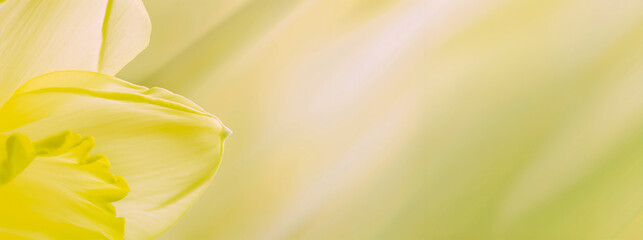 Yellow daffodil petal on light green background. Banner with copy space