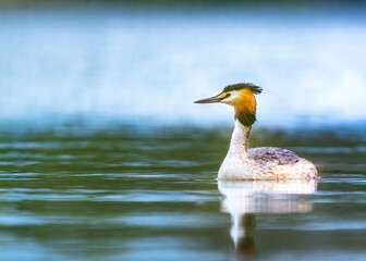 Great crested grebe (Podiceps cristatus) swimming in a calm lake