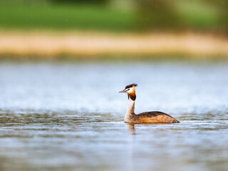 Great crested grebe (Podiceps cristatus) swimming in a calm lake