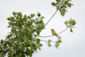 The European Bee-eater (Merops apiaster)