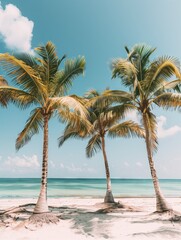 palm trees in summer on a beach in Mexico