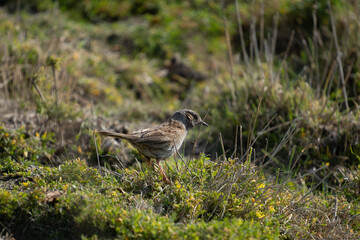 Dunnock (Prunella modularis) bird posed in nature. Located in Cape Wanbrow, Oamaru, in the South Island of New Zealand.