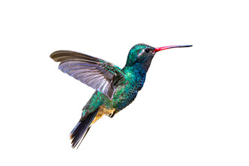 Obraz premium Broad-Billed Hummingbird (Cynanthus latirostris) Photo, in Flight on a Transparent PNG Background