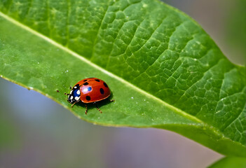 Ladybird on green leaf
