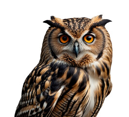 Fototapeta premium owl isolated on white background