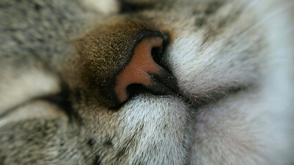 cat's face close up. a pet