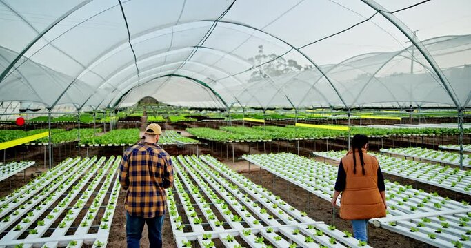 People, food and lettuce in greenhouse for farming with check progress and sustainability for vegetable. Plant, man and woman with quality inspection and agriculture product for healthy nutrition