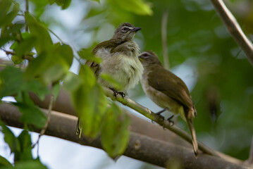 ashy prinia or ashy wren-warbler closeup or portrait in natural green background at forest