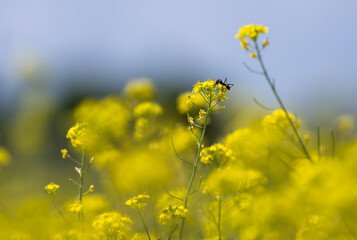 field of yellow flowers close up