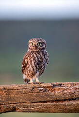 A little owl perched on a wooden beam.