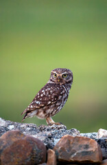 A little owl perched on a rock.