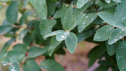 Raindrops on the plant leaves