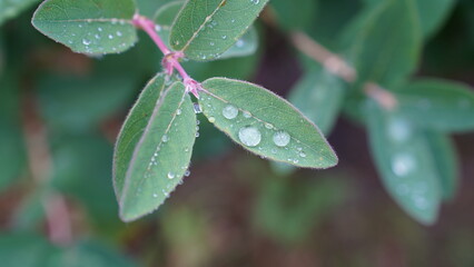 Raindrops on the plant leaves